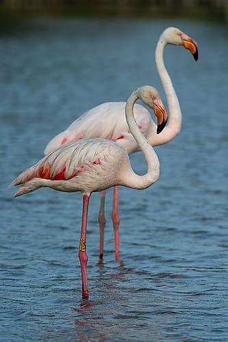Two greater flamingos standing in water Provence Alpes Cote dAzur-France Art Print